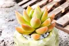 多肉黄丽怎么养爆盆 哪些因素比较重要