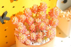 买多肉怎么挑选 如何选择合适的多肉