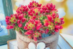 虹之玉怎么爆盆 哪些条件需要满足