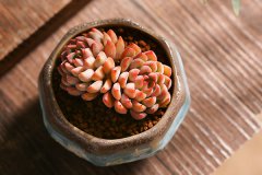 多肉养护小常识有哪些 怎么才能养好多肉