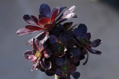 夏季如何养黑法师多肉 有哪些方面需要注意