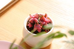 多肉茜之塔怎么养漂亮 哪些条件比较重要