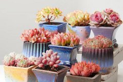 新手如何给多肉施肥 有哪些需要注意的