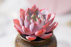 多肉一碰就掉叶子是怎么回事 要如何预防