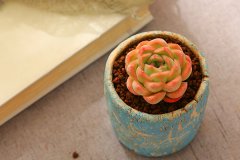 多肉夏天服盆技巧是什么 具体要怎么做