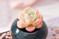 新手如何种多肉 需要注意哪些事项