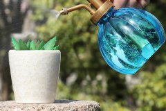 夏季多肉怎么浇水 具体方法是什么