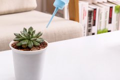 新手养多肉如何浇水 需要注意哪些问题