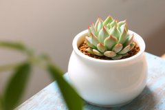 新手养多肉的技巧有哪些 需要注意什么问题