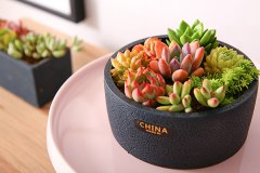 怎样养好多肉植物 哪些因素比较重要