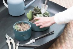 多肉换盆注意事项有哪些 具体要怎么做