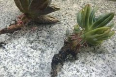 多肉烂根怎么办 处理流程是什么