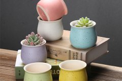 种多肉怎么选盆 需要注意哪些方面