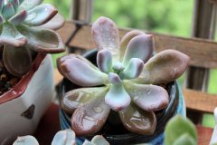 夏天多肉浇水原则有哪些 具体需要怎么做