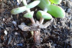 多肉夏天烂根怎么办 需要怎么挽救