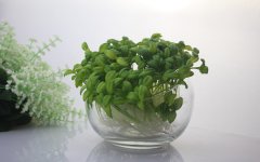 2025年无土养殖多肉需要什么 要怎么换水