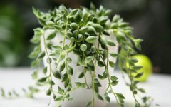 2025年多肉佛珠怎么换盆 有哪些注意事项