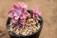 黛比黄叶掉落怎么办 叶子发黄补救解决方法