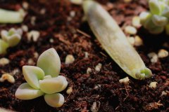 多肉化水是怎么回事 要如何处理