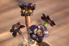 夏天如何养黑法师 需要注意哪些方面