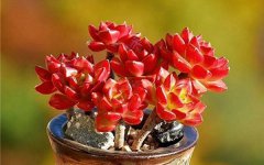 2025年最招财的5种多肉 招财又好养