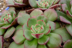 2025年怎样养好多肉植物 多肉的病虫害防治方法