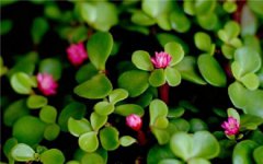 2025年金枝玉叶换盆注意事项 养护技巧有哪些