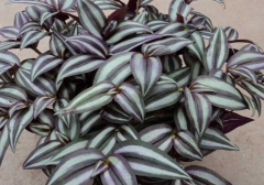 吊竹梅怎样摘心才能爆盆 什么时候摘心好