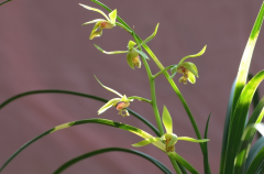 兰花春天怎么养护 可以换土吗