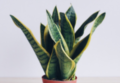 虎皮兰扦插时间 怎么扦插成活率高