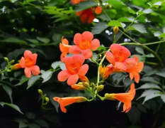 凌霄花的养殖要点 怎么进行繁殖