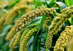 谷子贮藏需要注意的问题有哪些 谷子养殖技巧