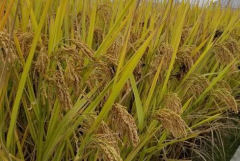 水稻叶片有黄绿斑点是什么病 如何进行防治