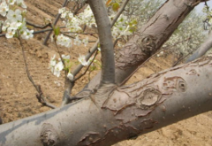 冬季梨树刮皮注意事项 梨树应该怎么养殖