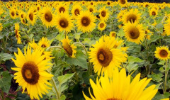 油葵如何种植 科学管理的方法是什么