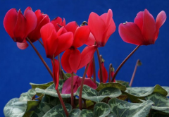 仙客来对光照的要求是什么 养护时需要注意些什么