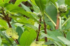 2025绿萝花茶多少钱一斤 市场行情怎么样