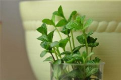 薄荷怎么养殖茂盛 爆盆的养殖方法