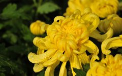 菊花是春季开花吗 菊花有什么寓意