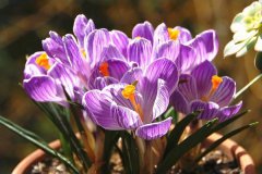 番红花是藏红花吗 最美番红花图片大全