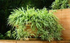 2025年吊兰的水培方法 如何水养吊兰