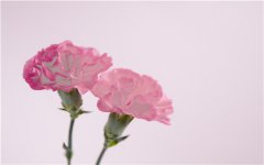 2025年康乃馨怎么养 养殖方法及技巧