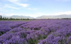 2025盆栽薰衣草怎么养 养护技巧有哪些