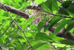 大罗伞树的养殖方法是什么 养殖时注意事项有哪些