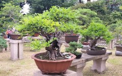 木本植物的观赏价值 和草本植物有什么区别