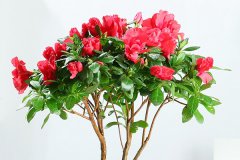 杜鹃花花期的养护方法是什么 需要注意哪些方面