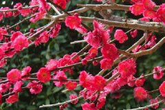 朱砂梅和骨红梅的区别主要有哪些