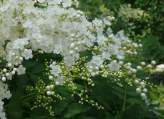 珍珠梅的盆景养护技巧 珍珠梅怎么养能开花