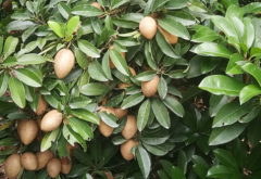 人心果生长对环境条件的要求 人心果怎么养殖好