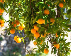 院里有杏树是吉是凶 养杏树好不好